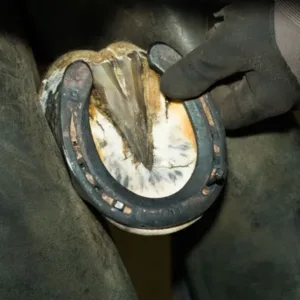 Farrier-Shod