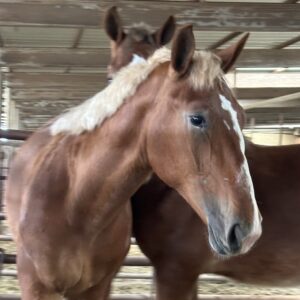 7048 Good Minded Belgian Colt