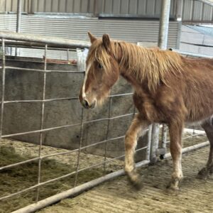 7064 Shapey Stud Colt