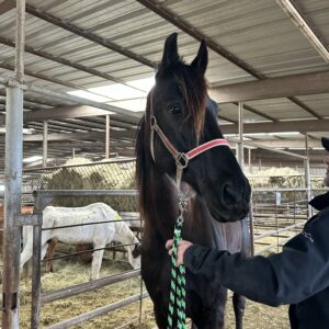 7161 Pretty Young Friesian X