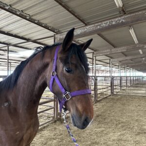 7163 Registered Dutch Harness “Ladys Stella” Pretty 2YRS Filly