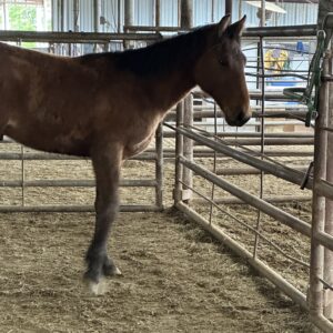 7168 Good Crossbred Stud Colt
