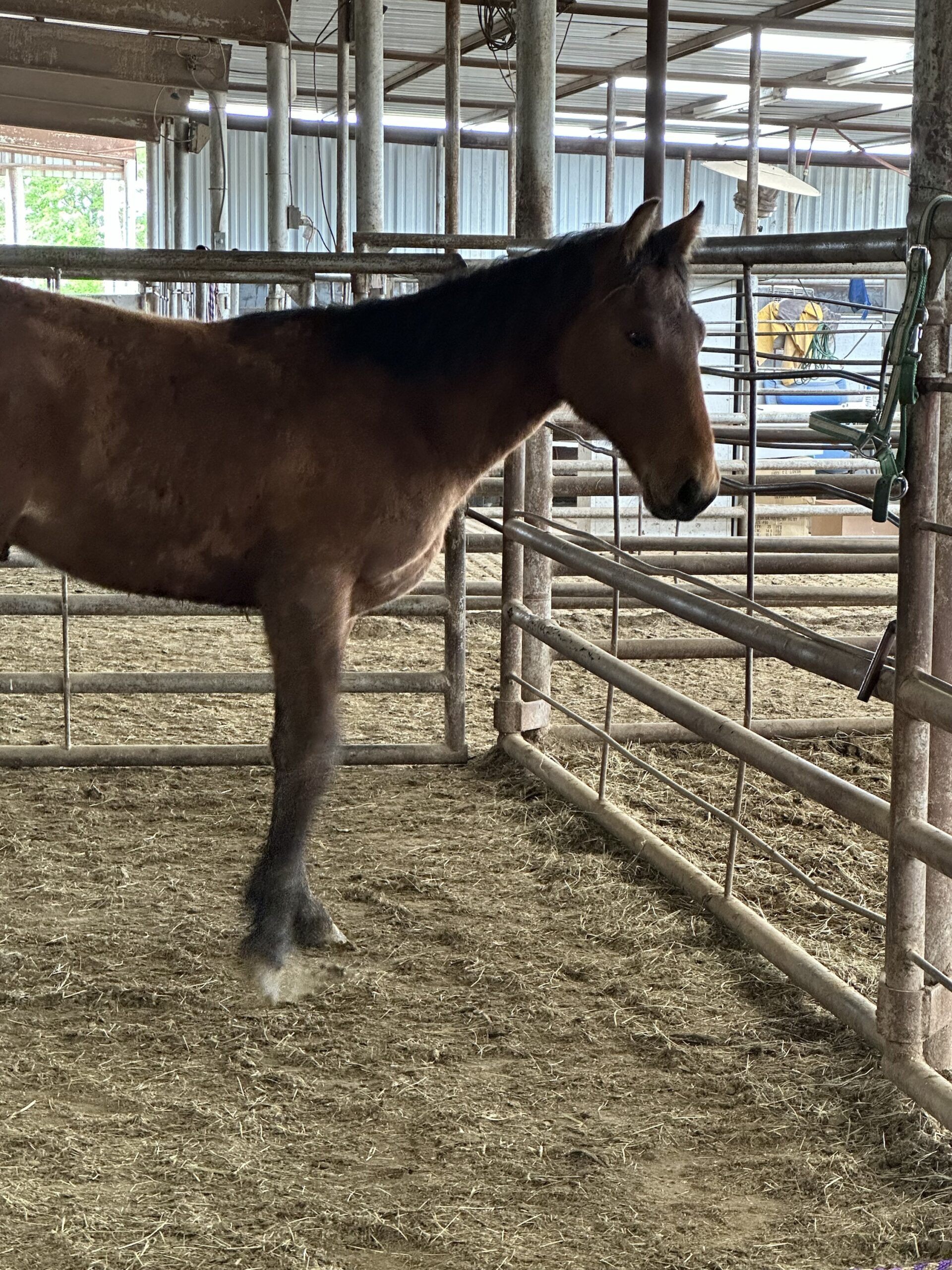 7168 Good Crossbred Stud Colt