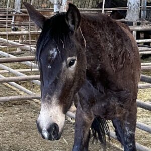 7186 Good Looking 4yr old Buckskin Stud