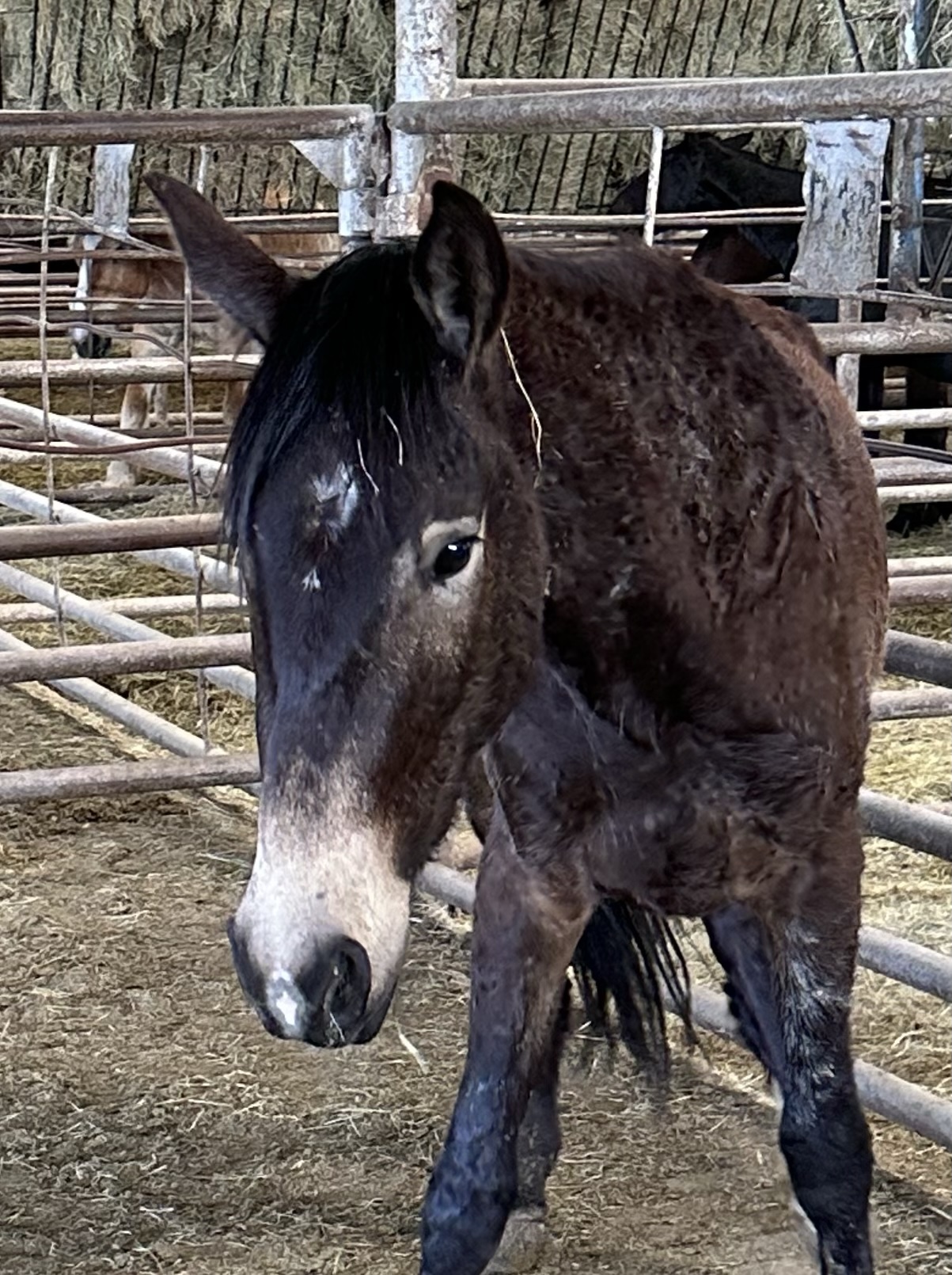 7186 Good Looking 4yr old Buckskin Stud
