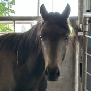 7220 Good Looking Buckskin Colt