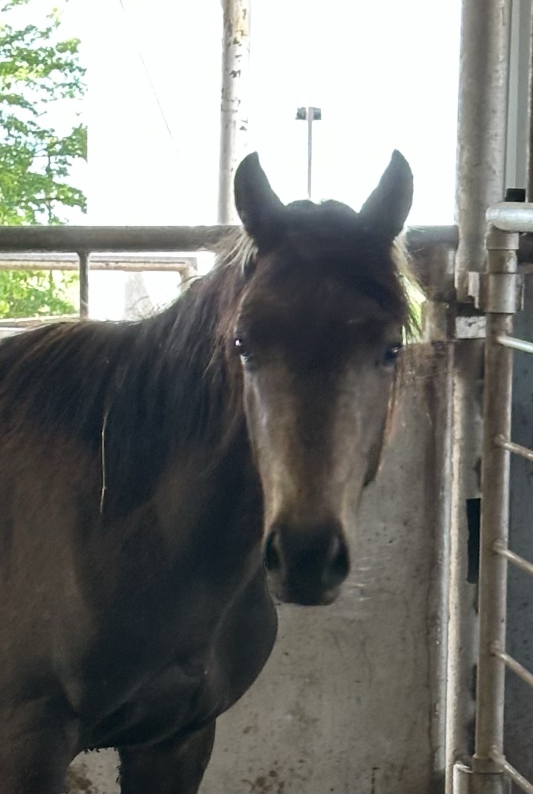7220 Good Looking Buckskin Colt