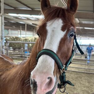 7230 Super Cool Pony Gelding