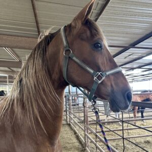 7233 Big Stout DH Mare