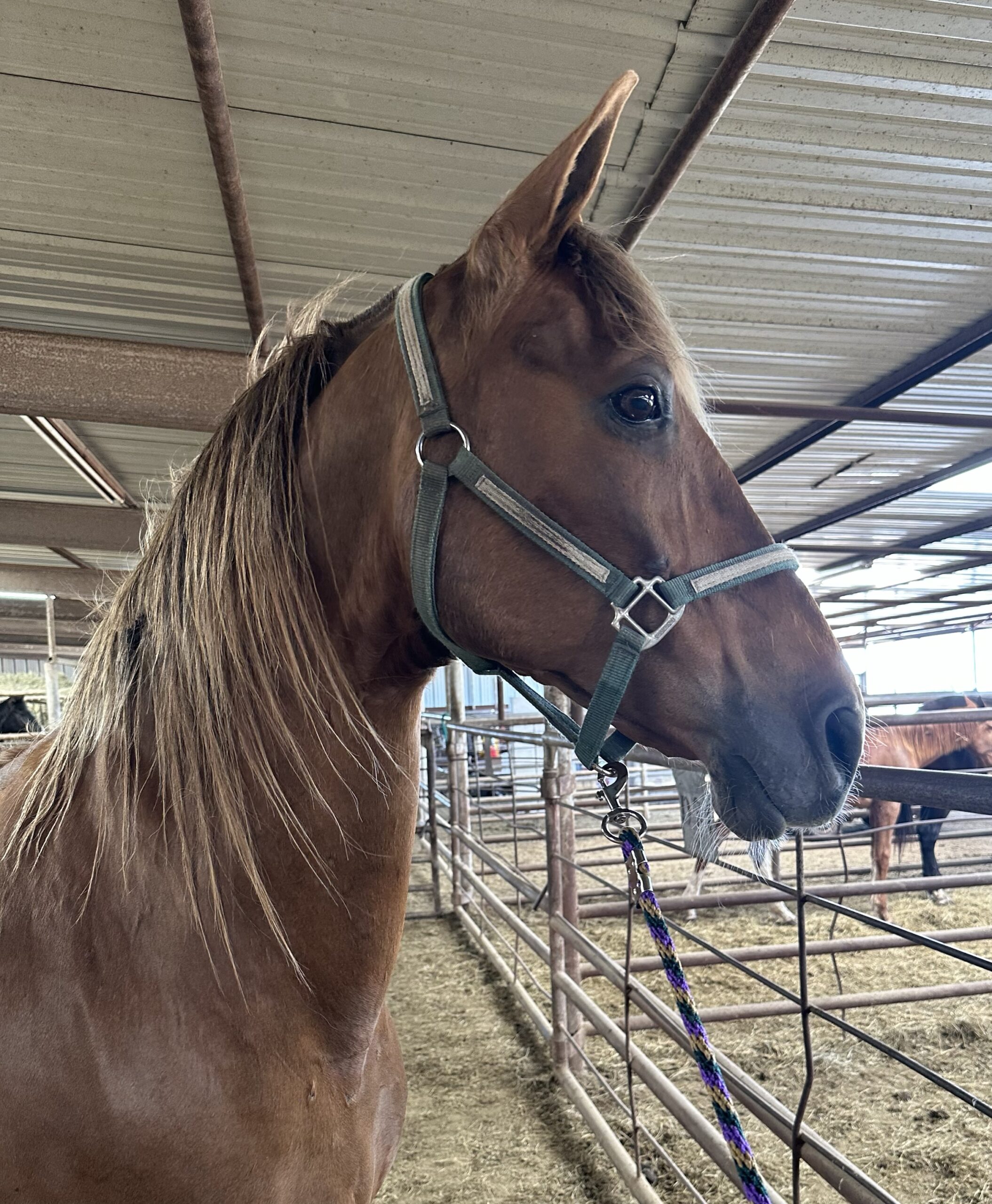 7233 Big Stout DH Mare