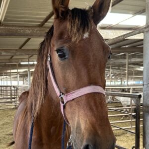 7255 Quiet DH Mare