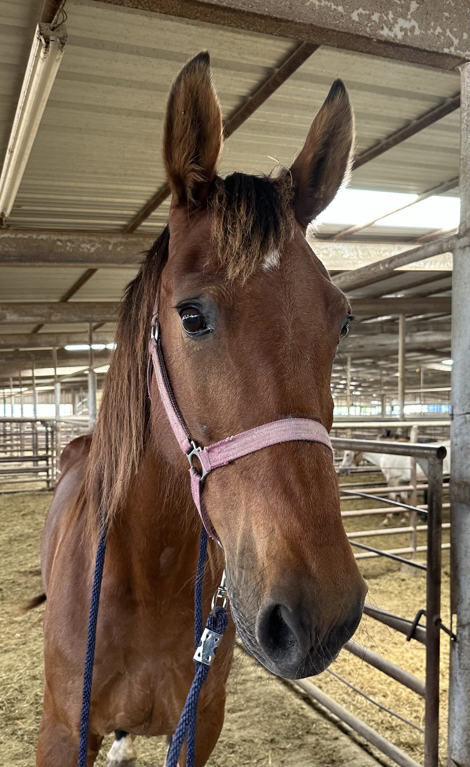 7255 Quiet DH Mare