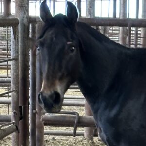7268 Nice Young Buckskin Colt