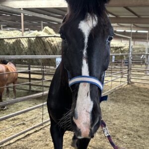7282 Quiet Older DH Gelding
