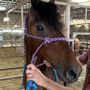 7286 Good Shapey Bay Gelding