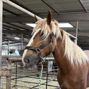 7290 Big Giant 4yr old Filly Belgian