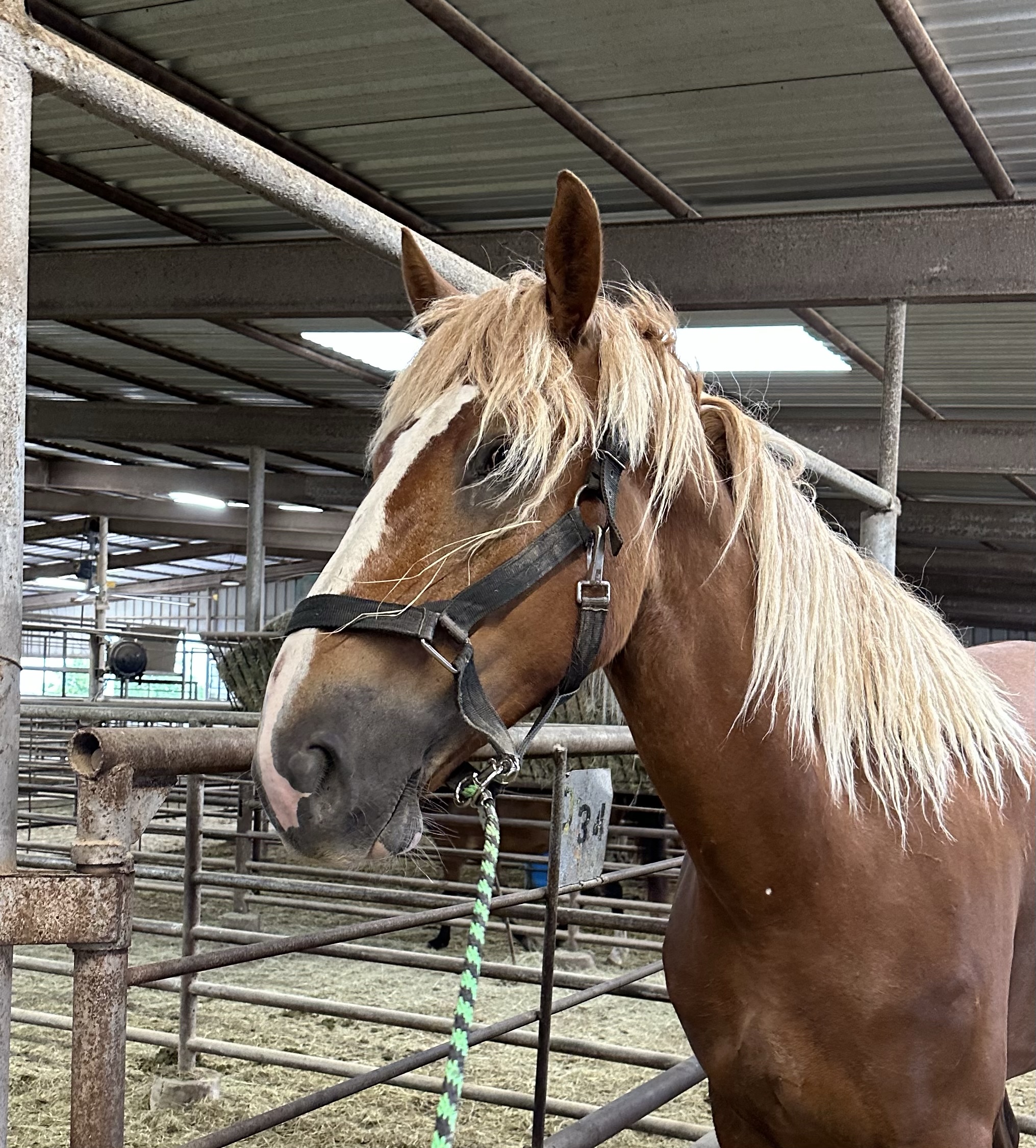 7290 Big Giant 4yr old Filly Belgian