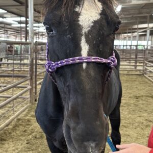 7302 Good Honest Trail Ride Mare