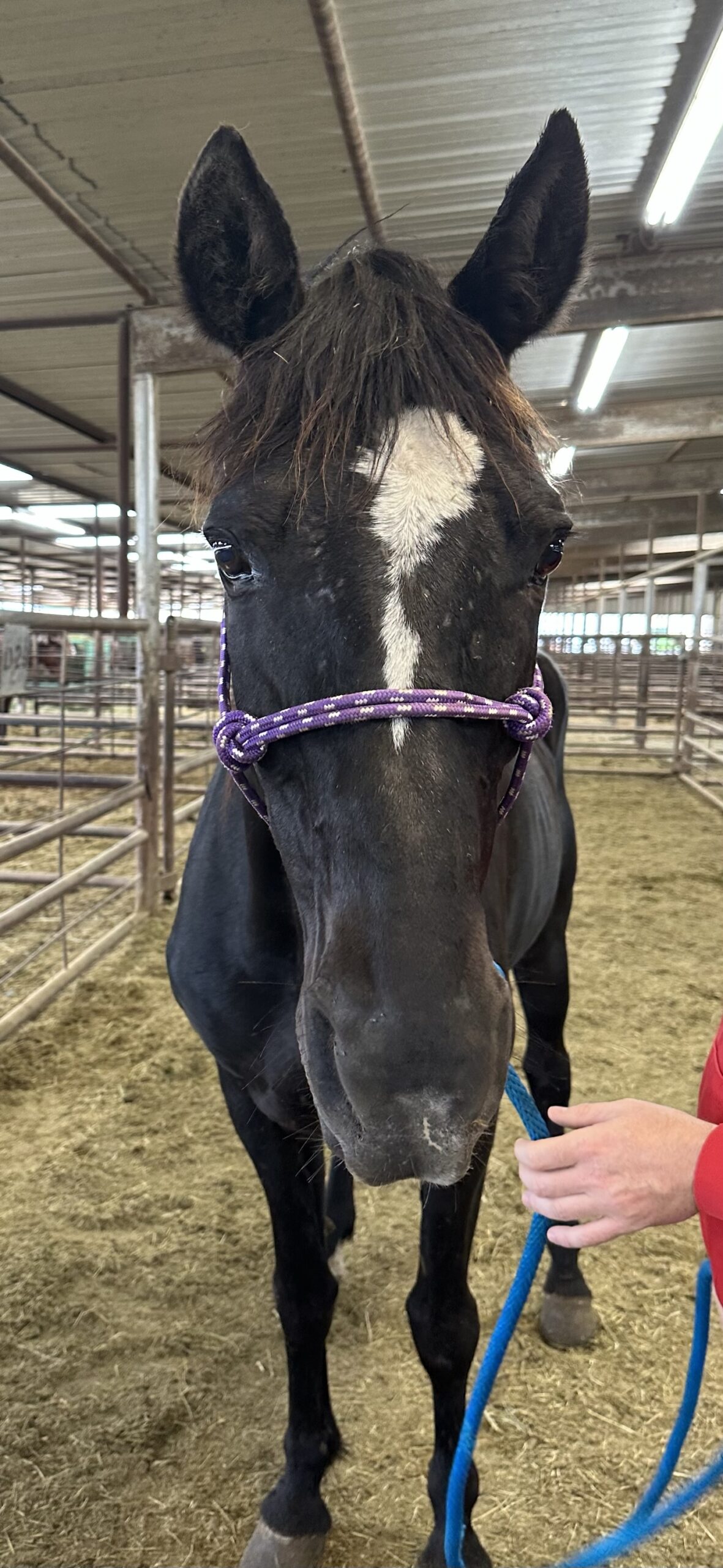 7302 Good Honest Trail Ride Mare