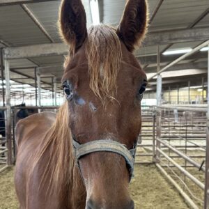 7306 Gentle Gaited Gelding