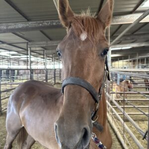 7324 Gentle Reg TWH “Miss Ellie May”