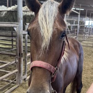 7325 Good Looking 2yr old Rocky Mtn Stud Colt