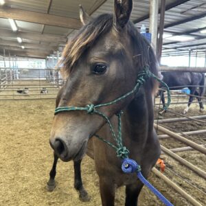 7326 Cute Young Friesian Sport Filly