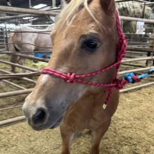 7328 Pretty Kool Haflinger Pony Mare