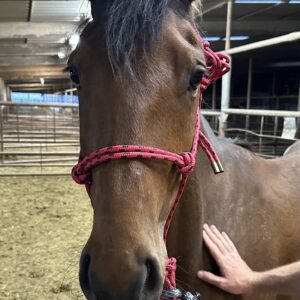 7332 Nice Quiet Friesian X Gelding
