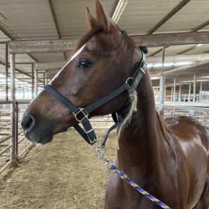 7340 Nice Quiet Trail Kentucky Mtn Mare