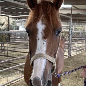 7341 Good for Kids & Trails Kentucky Mtn Mare