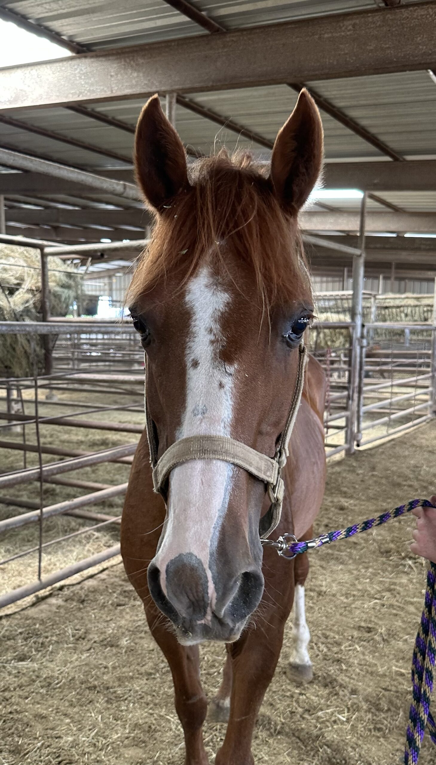 7341 Good for Kids & Trails Kentucky Mtn Mare