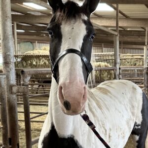 7342 Fancy Spotted Paint Mare