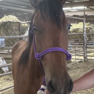 7677 Bay Reg Mare "Rawhides White Socks"