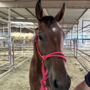 7718 Good Minded 2YRS Filly