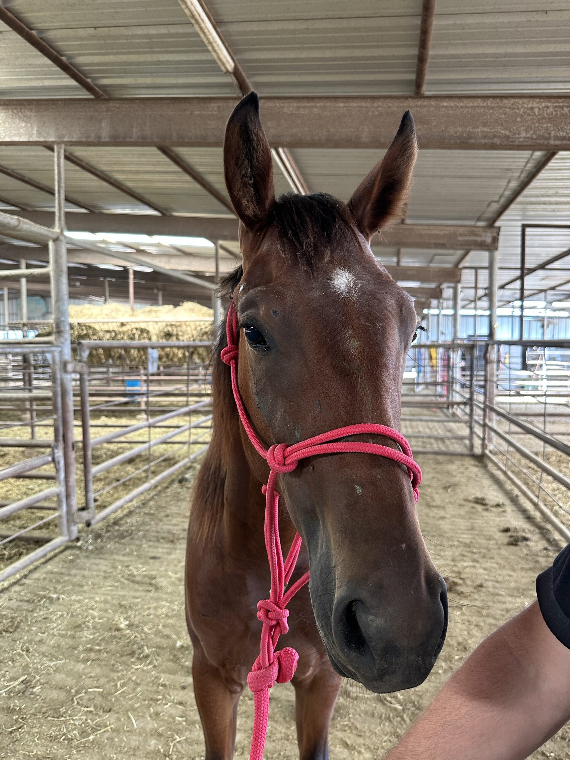 7718 Good Minded 2YRS Filly