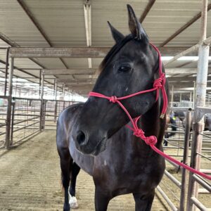 7747 Very Pretty Friesian X Gelding
