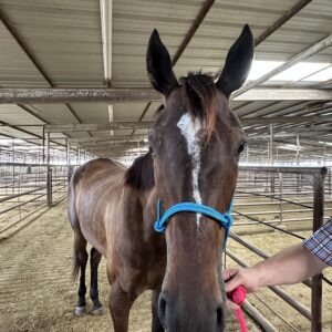 7702 Registered TB “ UDIDN’TPAY” Good Looking Filly