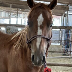 7767 4YRS Stud Colt