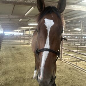 7780 Good 4YRS TB Gelding