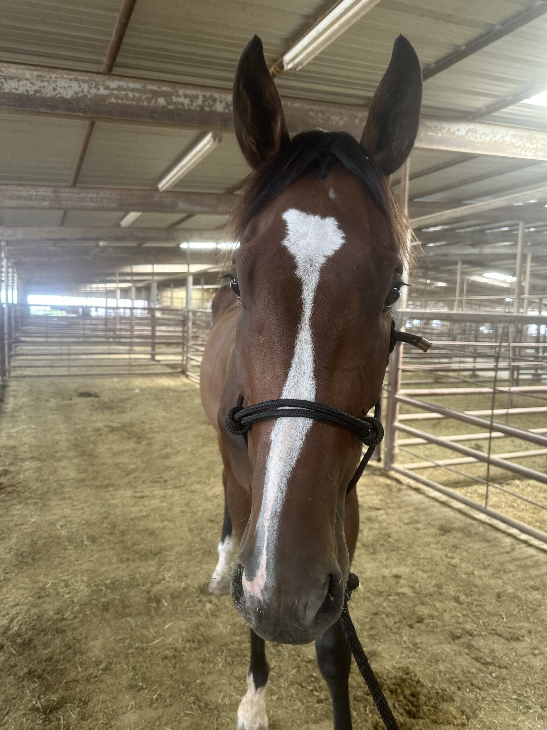 7780 Good 4YRS TB Gelding