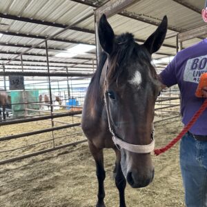 7787 Quiet 3yo Gelding