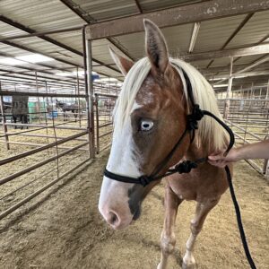 7798 Fancy Pintaloosa Gelding