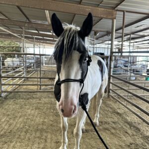 7799 Nice Gaited Shapey Gelding