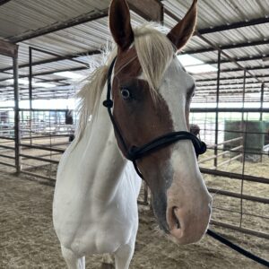 7800 Pretty Paint Mare
