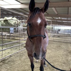 7801 Shapey Bay Roan Gelding