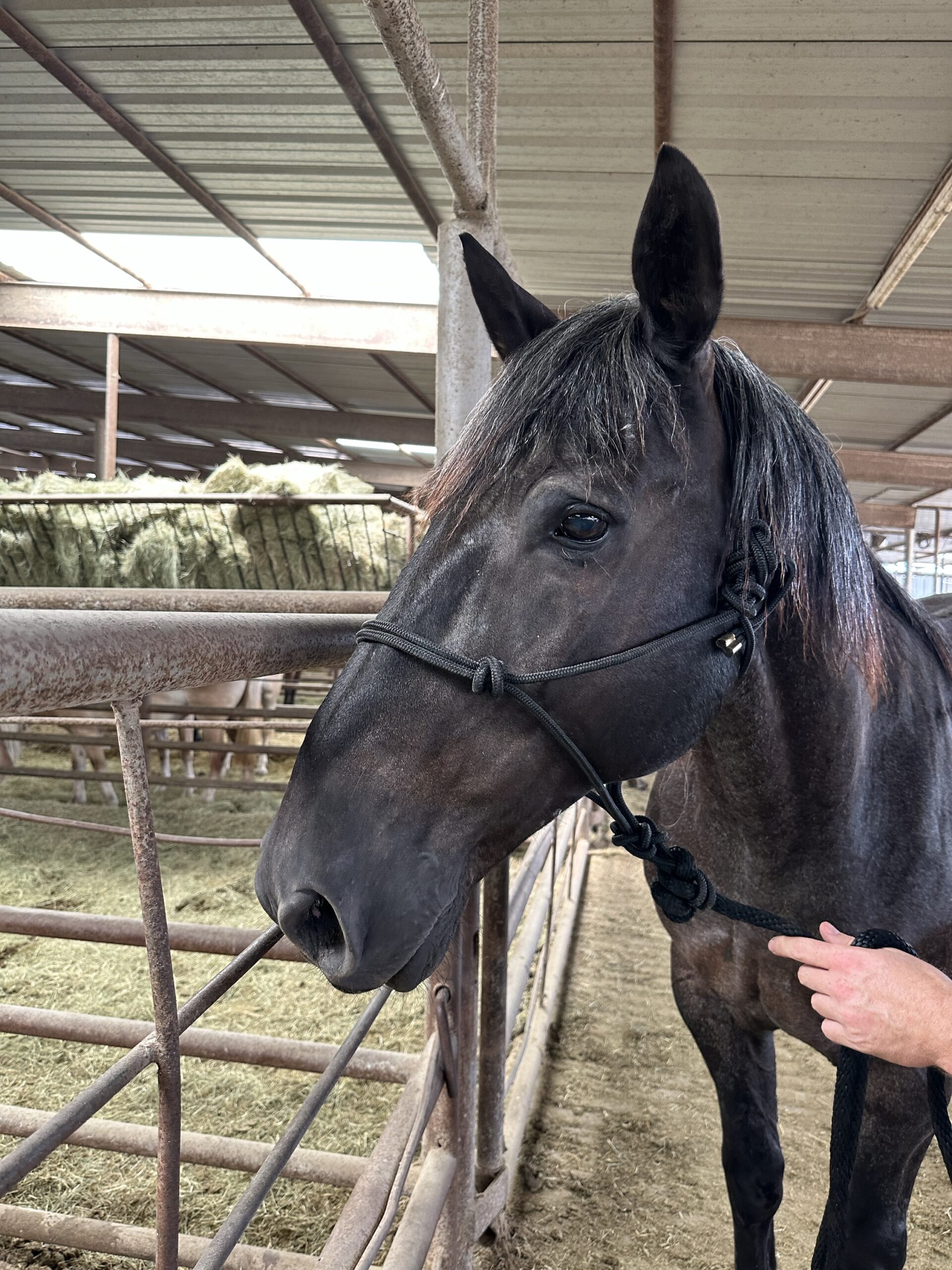 7804 Big Stout Gelding
