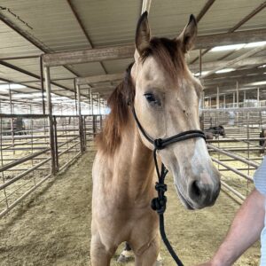 7806 Pretty Buckskin Colt