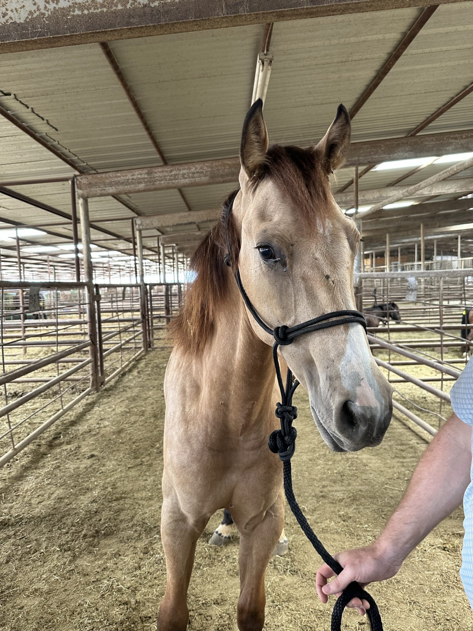7806 Pretty Buckskin Colt