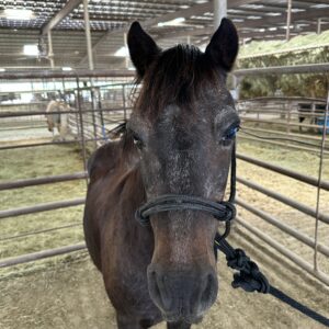7807 Nice Gelding Pony
